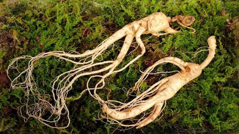 Ginseng Merah Korea Berpotensi Kurangi Efek Kecanduan Alkohol