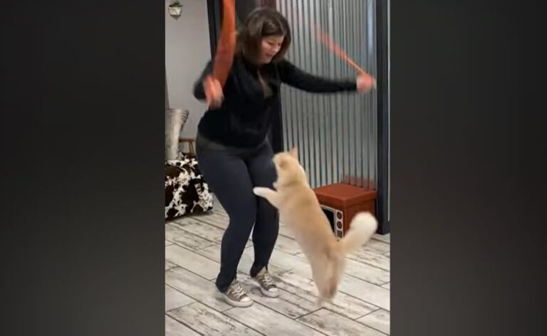 Kucing Ini Pecahkan Rekor Dunia