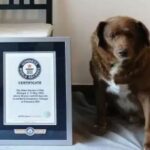 Bobi Anjing Pemegang Rekor Tertua di Dunia