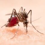 Menghindari Risiko Penyebaran Demam Berdarah Dengue melalui Gigitan Nyamuk Wolbachia: Kebijakan yang Diklaim Berhasil Berhasil