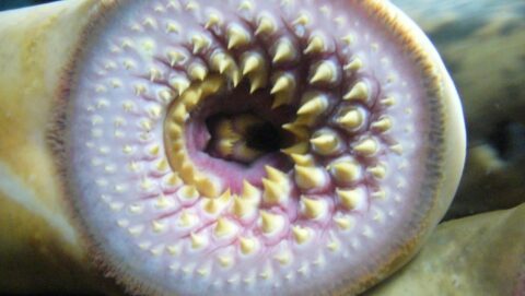 Keluar dari Sungai, Belut Vampir Purba yang Aktif Menghisap Darah Akibat Pandemi Covid-19