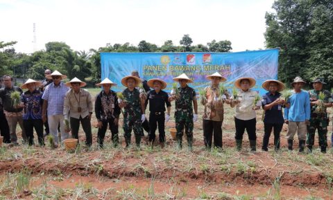 Panen Bawang Merah di Tangsel, Wujudkan Kemandirian Pangan